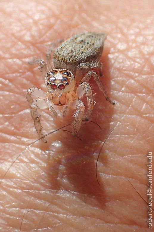 Jumping spider